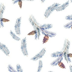 Spruce branches and fir cones on white