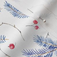  Spruce branches and fir cones on white