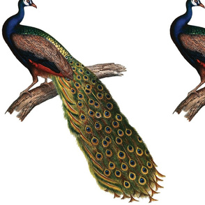 Vintage Peacock