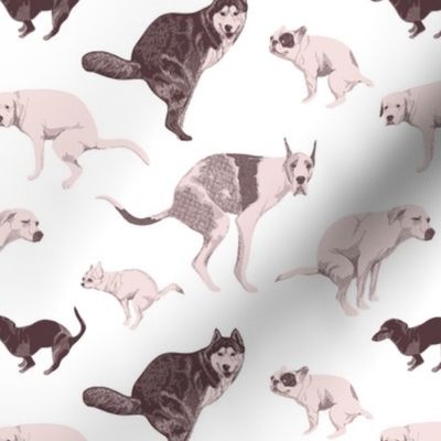 Pooping dogs on white - sausage dog, great dane, malamute, husky shit, toilet humor