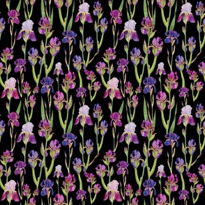 Blooming Bearded Iris