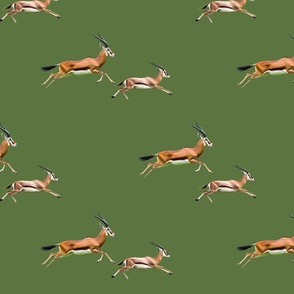 antelopes running on green background