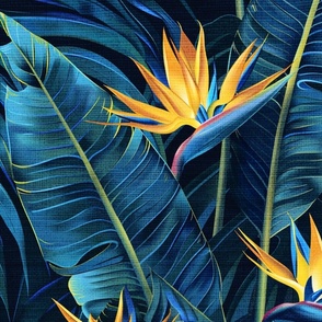 Blue Birds of Paradise in LARGE