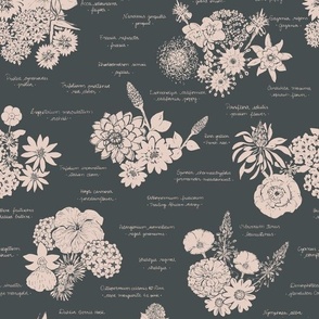 Vintage floral blooms encyclopedia in noir black and muted pink  - medium