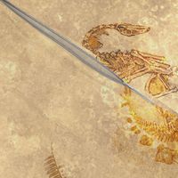 Golden Hour Textured & Tonal Dinosaur Fossils