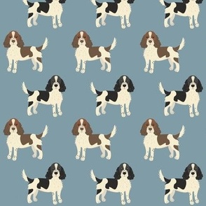 springer spaniel on blue 