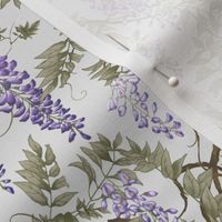 wisteria violet grey japanese50