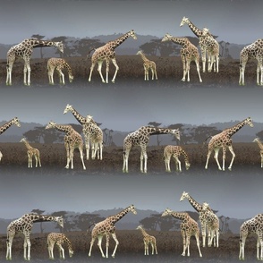 Giraffes on the Savannah