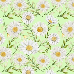 Daisies in light green background 
