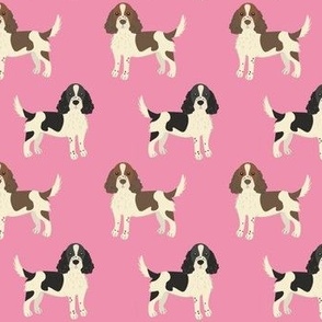 springer spaniel on bright pink