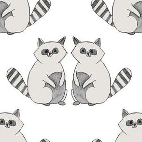 Raccoon Companions