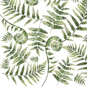 Pacific Northwest Ferns on White