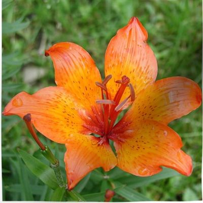 Orange lily with white border