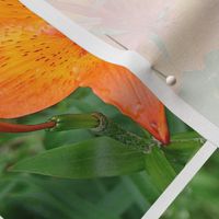 Orange lily with white border