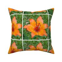 Orange lily with white border