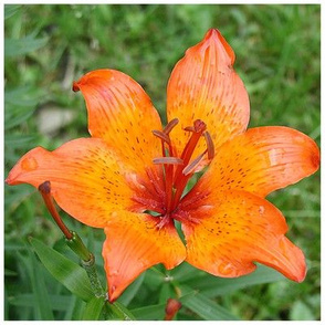 Orange lily with white border