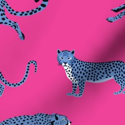Cheetah Cha Cha - Blue on  Hot Pink