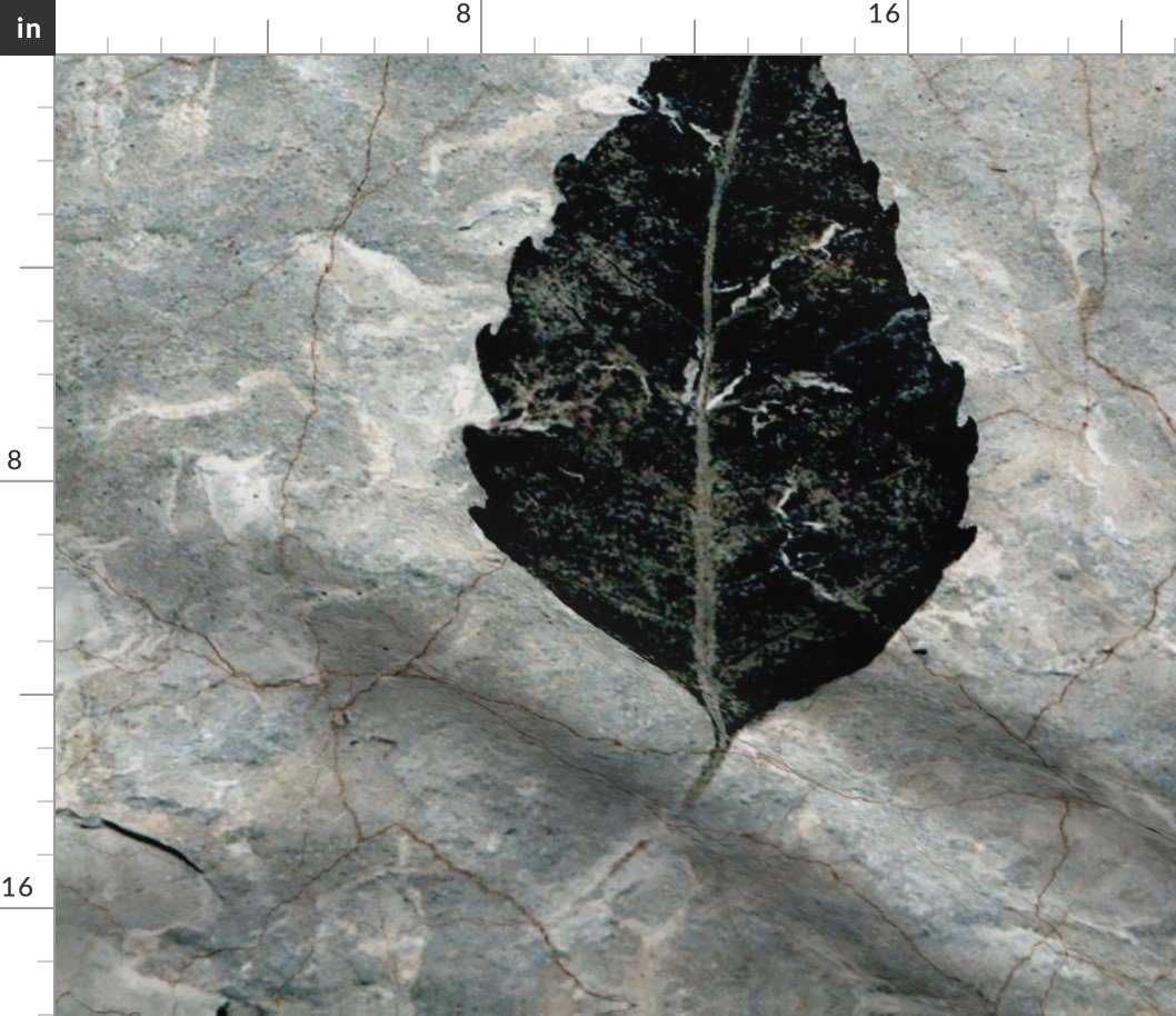 Giant Black leaf fossil