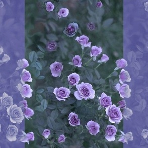 12x9-Inch Repeat of Stripes of Veranda Roses in Lavender Amethyst Violet