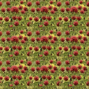 Poppy field 