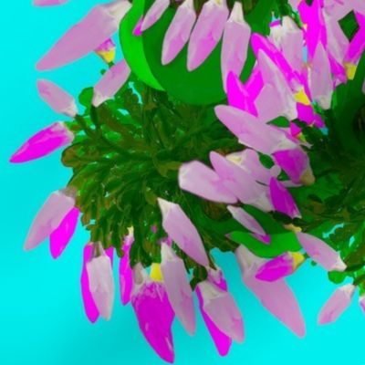 Pink and White Christmas Cactus on Blue Background  / Schlumbergera bridgesii / Floral Photography