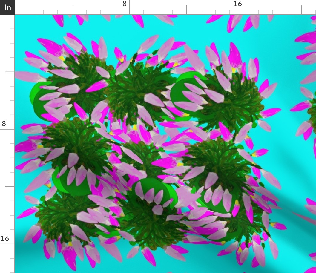 Pink and White Christmas Cactus on Blue Background  / Schlumbergera bridgesii / Floral Photography
