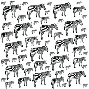 Zebra Variety