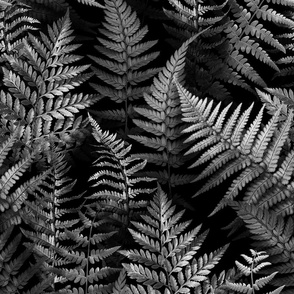 Woodland Ferns in Grey • Large