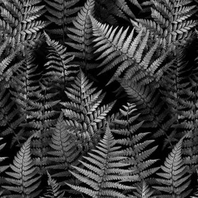 Woodland Ferns in Grey • Small