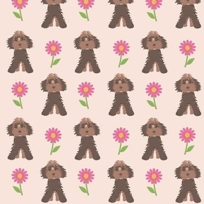 chocolate labradoodle on pink