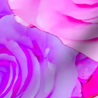 Pink and Purple Roses / Floral Photography