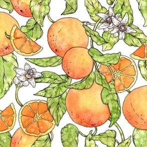 Watercolor oranges with leaves white