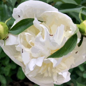 Peony and Ants