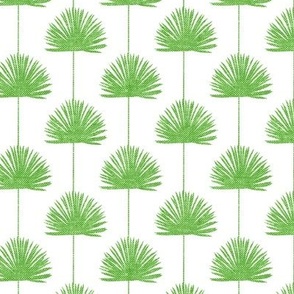 Fan Palm - Coastal Leaves - bright green/white - LAD24