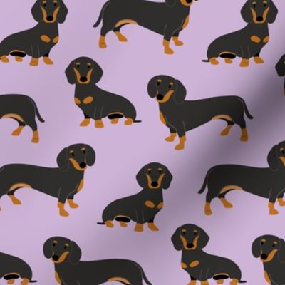 dachshund smooth coat  on lavender B 61