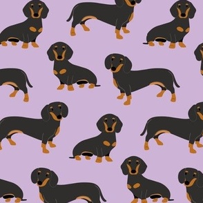 dachshund smooth coat  on lavender B 61