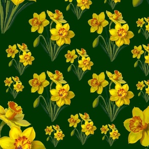 Watercolor Daffodils, Dark Background