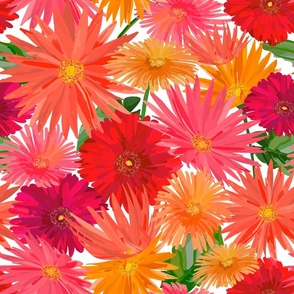 Gerbera