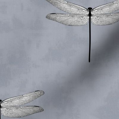 Dragonfly - Misty gray