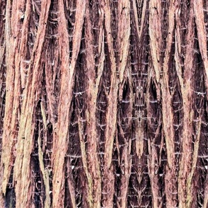 Redwood Texture 4