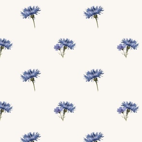 Blue Cornflowers