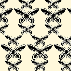 Queen Alexandra Birdwing Butterfly - Cream