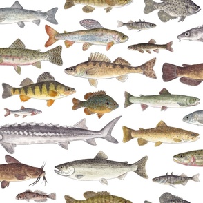 Large Sale - Freshwater Fish of the American Northwest