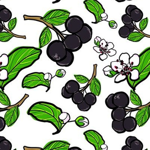 Chokeberries Aronia