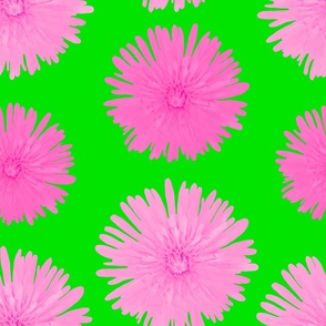 Pink Floral Photography - Pink Dandelions on Green Background - Floral Photography - JUMBO SIZE - Summer Flower Garden