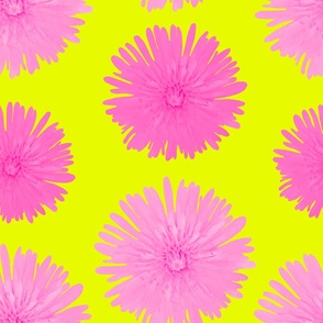 Pink Floral Photography - Pink Dandelions on Yellow Background - JUMBO SIZE - Summer Flower Garden
