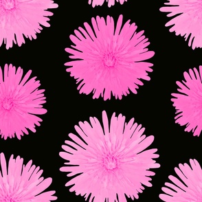 Pink Floral Photography - Pink Dandelions on Black Background - EXTRA JUMBO SIZE - Summer Flower Garden