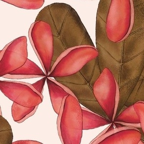 FRANGIPANI PLUMERIA TROPICAL HAWAIIAN FLOWERS : PINK: BROWN : WHITE : LARGE