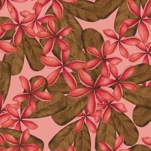 FRANGIPANI PLUMERIA TROPICAL HAWAIIAN FLOWERS : PINK: PINK : BROWN : MEDIUM