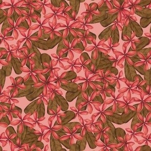 FRANGIPANI PLUMERIA TROPICAL HAWAIIAN FLOWERS : PINK: BROWN : X SMALL